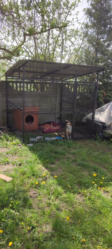 Kojce dla ps&oacute;w