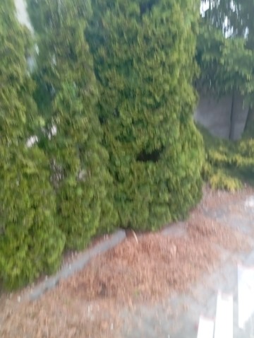 Oferuję pomoc w ogrodzie i na działkach