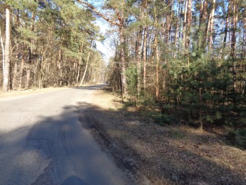 Ślesin &ndash; Działka Leśna