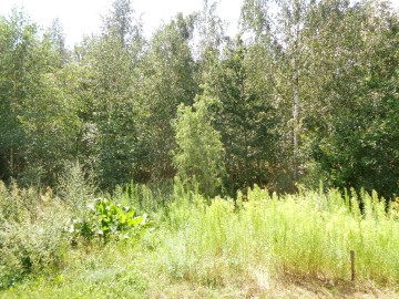 Okolice Ślesina/Skulska &ndash; Działki Budowlane