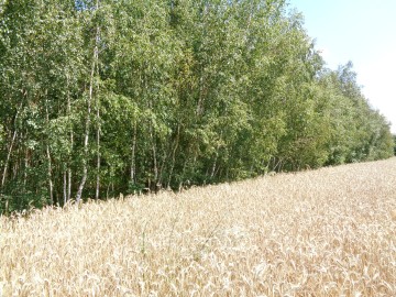 Okolice Ślesina/Skulska &ndash; Działki Budowlane