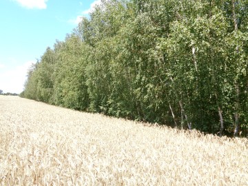 Okolice Ślesina/Skulska &ndash; Działki Budowlane