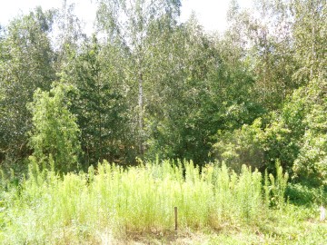 Okolice Ślesina/Skulska &ndash; Działki Budowlane