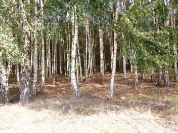 Posiadłość w Otulinie Lasu