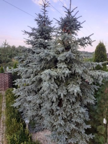 Choinka  na święta. Świerk srebrny -Wycinka 0d 14-12