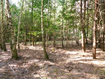 Posiadłość w Otulinie Lasu
