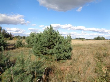 Skulsk &ndash; Działki z warunkami zabudowy