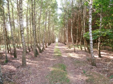 Posiadłość w Otulinie Lasu