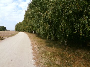 Posiadłość w Otulinie Lasu