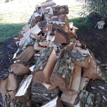 Sosna opałowa i drewno kominowe