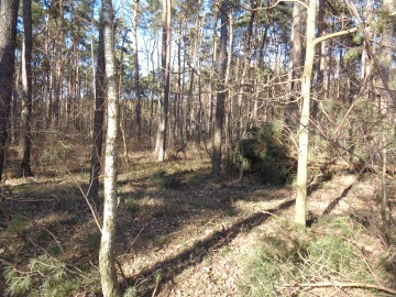 Ślesin &ndash; Działka Leśna