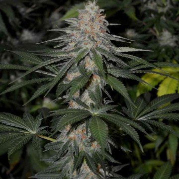 Cannabis Light EU - Zapraszam