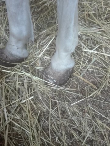 Werkowanie kopyt kuce konie osly..