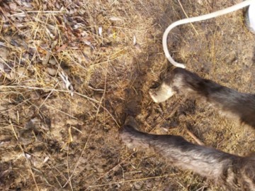 Werkowanie kopyt kuce konie osly..