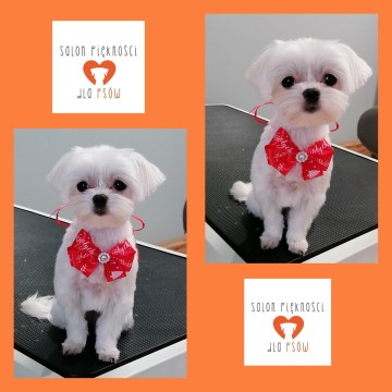 Salon Piękności dla Ps&oacute;w