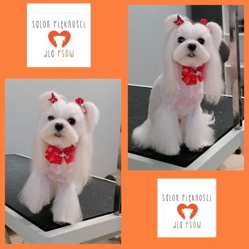 Salon Piękności dla Psów