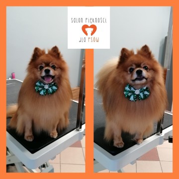 Salon Piękności dla Psów