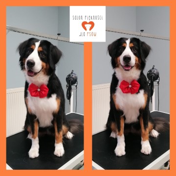 Salon Piękności dla Ps&oacute;w