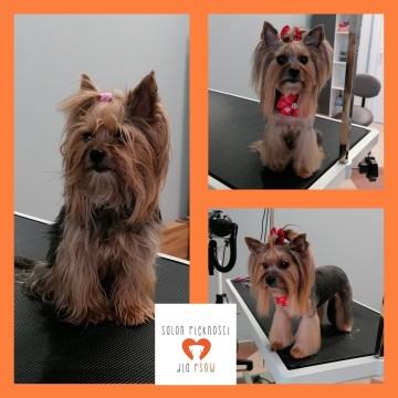 Salon Piękności dla Ps&oacute;w