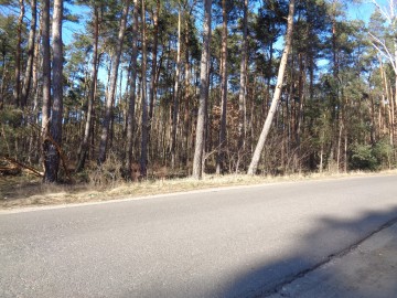 Ślesin &ndash; Działka Leśna