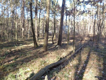 Ślesin &ndash; Działka Leśna