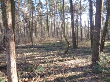 Ślesin &ndash; Działka Leśna