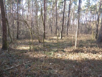 Ślesin &ndash; Działka Leśna