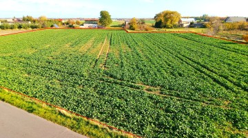 Grunt Rolny Okolice Ślesina