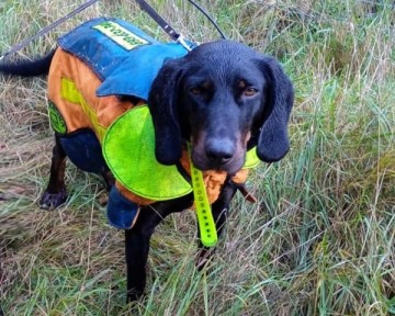 Reproduktor rasy GOŃCZY POLSKI tropiciel zaprasza suczki