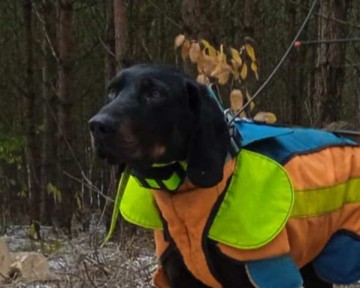 Reproduktor rasy GOŃCZY POLSKI tropiciel zaprasza suczki