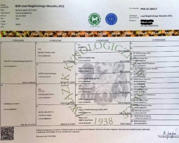 Reproduktor rasy GOŃCZY POLSKI tropiciel zaprasza suczki