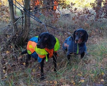 Reproduktor rasy GOŃCZY POLSKI tropiciel zaprasza suczki