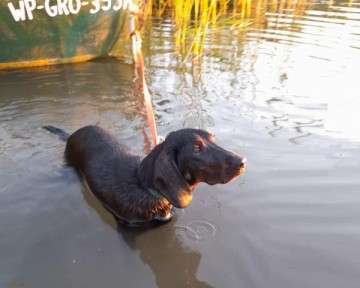 Reproduktor rasy GOŃCZY POLSKI tropiciel zaprasza suczki