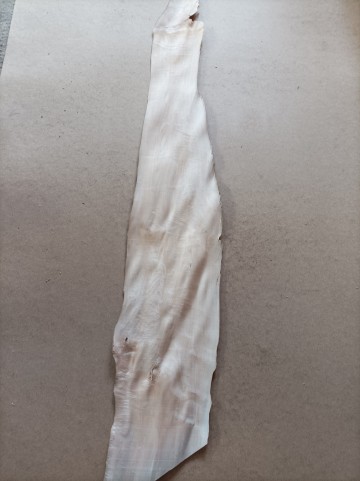 Fornir Orzech Włoski