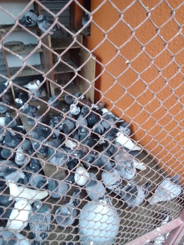 Sprzedam gołebie obrączkowane