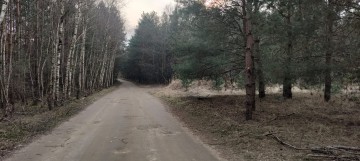 Diałka Rosocha - Kolonia 17ar, gm. Golina, pow. Konin