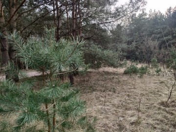 Diałka Rosocha - Kolonia 17ar, gm. Golina, pow. Konin