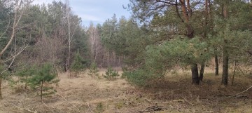 Diałka Rosocha - Kolonia 17ar, gm. Golina, pow. Konin