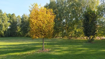 Działki chorzeń ulica Kameliowa obok biedronki 4x10