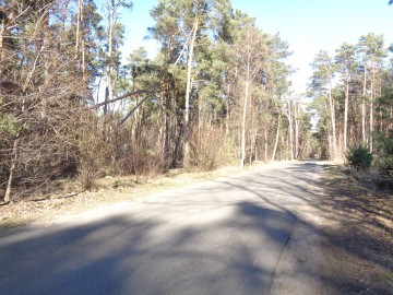 Ślesin &ndash; Działka Leśna