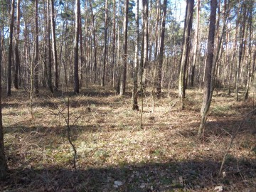 Ślesin &ndash; Działka Leśna