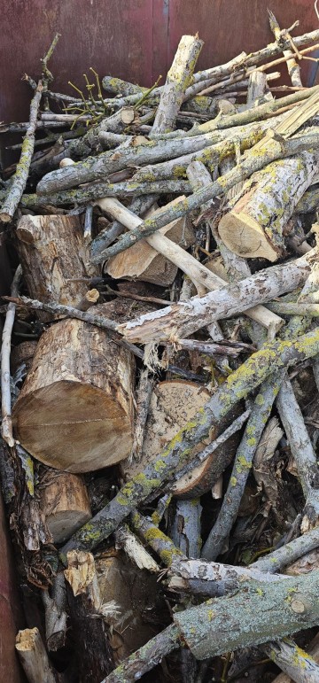 Pocięta Topola, drewno na opał. 500 PLN/kontener.