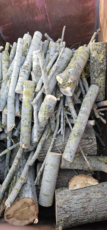 Pocięta Topola, drewno na opał. 500 PLN/kontener.