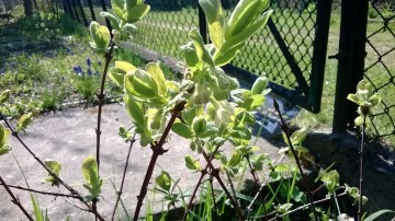 Działka 171 w ramach ROD Energetyk I