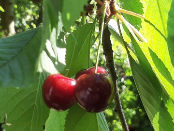 Działka 171 w ramach ROD Energetyk I