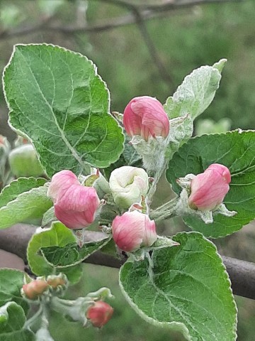 Działka 171 w ramach ROD Energetyk I