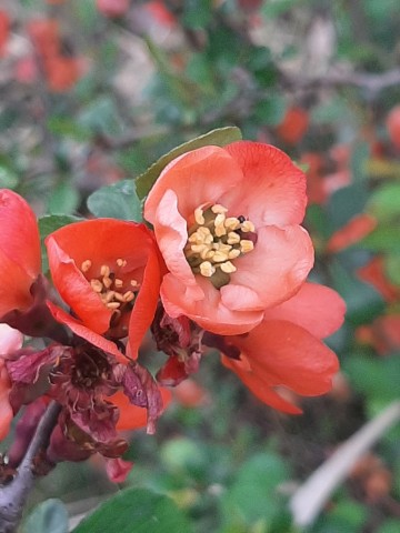 Działka 171 w ramach ROD Energetyk I