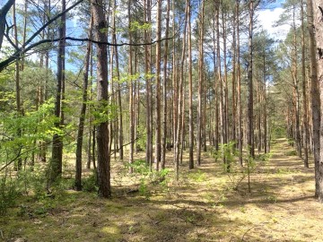 Działka z lasem na sprzedaż Międzylesie gm. Władysław&oacute;w