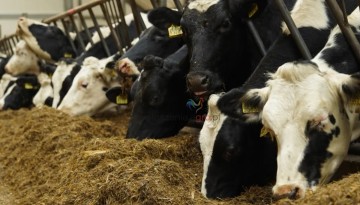 Pożyczka na zakup kr&oacute;w  Oprocentowanie 0%