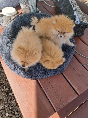 Pomeranian -szpic